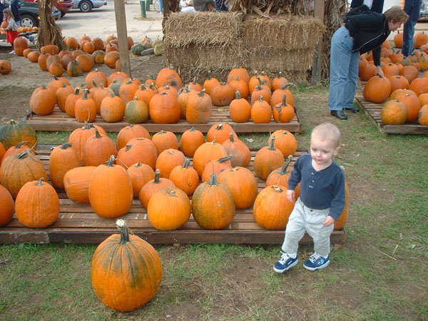 Atticus picking a pumpkin.jpg 119.4K